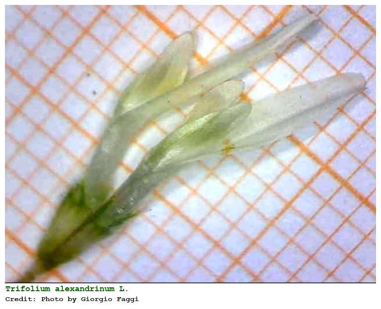 Trifolium alexandrinum L.